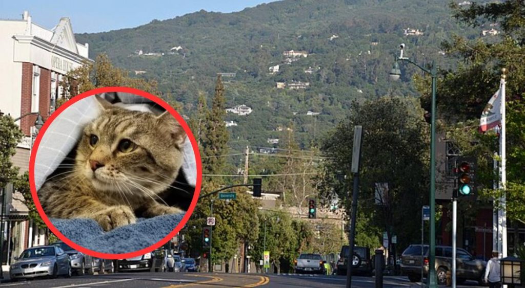 ALERTA dueños de gatos: California impone nuevas reglas desde hoy y la ley ya genera polémica